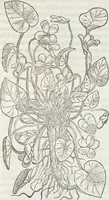Picture 350 of 392 from Petri Andreae Matthioli Medici Senensis Commentarii, In Libros Sex Pedacii Dioscoridis Anazarbei, De Medica Materia: Adiectis quàm plurimis plantarum & animalium imaginibus, eodem authore (1554), leaf 565