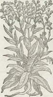 An illustration from Petri Andreae Matthioli Medici Senensis Commentarii, In Libros Sex Pedacii Dioscoridis Anazarbei, De Medica Materia: Adiectis quàm plurimis plantarum & animalium imaginibus, eodem authore (1554)