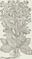 An illustration from Petri Andreae Matthioli Medici Senensis Commentarii, In Libros Sex Pedacii Dioscoridis Anazarbei, De Medica Materia: Adiectis quàm plurimis plantarum & animalium imaginibus, eodem authore (1554)