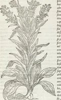 Picture 354 of 392 from Petri Andreae Matthioli Medici Senensis Commentarii, In Libros Sex Pedacii Dioscoridis Anazarbei, De Medica Materia: Adiectis quàm plurimis plantarum & animalium imaginibus, eodem authore (1554), leaf 569