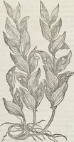 An illustration from Petri Andreae Matthioli Medici Senensis Commentarii, In Libros Sex Pedacii Dioscoridis Anazarbei, De Medica Materia: Adiectis quàm plurimis plantarum & animalium imaginibus, eodem authore (1554)