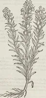 An illustration from Petri Andreae Matthioli Medici Senensis Commentarii, In Libros Sex Pedacii Dioscoridis Anazarbei, De Medica Materia: Adiectis quàm plurimis plantarum & animalium imaginibus, eodem authore (1554)