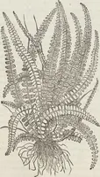 Picture 357 of 392 from Petri Andreae Matthioli Medici Senensis Commentarii, In Libros Sex Pedacii Dioscoridis Anazarbei, De Medica Materia: Adiectis quàm plurimis plantarum & animalium imaginibus, eodem authore (1554), leaf 572
