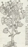 An illustration from Petri Andreae Matthioli Medici Senensis Commentarii, In Libros Sex Pedacii Dioscoridis Anazarbei, De Medica Materia: Adiectis quàm plurimis plantarum & animalium imaginibus, eodem authore (1554)