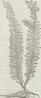 An illustration from Petri Andreae Matthioli Medici Senensis Commentarii, In Libros Sex Pedacii Dioscoridis Anazarbei, De Medica Materia: Adiectis quàm plurimis plantarum & animalium imaginibus, eodem authore (1554)