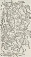 Picture 360 of 392 from Petri Andreae Matthioli Medici Senensis Commentarii, In Libros Sex Pedacii Dioscoridis Anazarbei, De Medica Materia: Adiectis quàm plurimis plantarum & animalium imaginibus, eodem authore (1554), leaf 576
