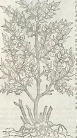 An illustration from Petri Andreae Matthioli Medici Senensis Commentarii, In Libros Sex Pedacii Dioscoridis Anazarbei, De Medica Materia: Adiectis quàm plurimis plantarum & animalium imaginibus, eodem authore (1554)