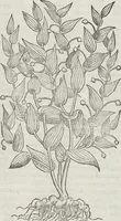 An illustration from Petri Andreae Matthioli Medici Senensis Commentarii, In Libros Sex Pedacii Dioscoridis Anazarbei, De Medica Materia: Adiectis quàm plurimis plantarum & animalium imaginibus, eodem authore (1554)