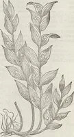 An illustration from Petri Andreae Matthioli Medici Senensis Commentarii, In Libros Sex Pedacii Dioscoridis Anazarbei, De Medica Materia: Adiectis quàm plurimis plantarum & animalium imaginibus, eodem authore (1554)