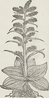 Picture 364 of 392 from Petri Andreae Matthioli Medici Senensis Commentarii, In Libros Sex Pedacii Dioscoridis Anazarbei, De Medica Materia: Adiectis quàm plurimis plantarum & animalium imaginibus, eodem authore (1554), leaf 580