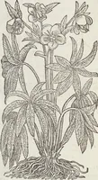 An illustration from Petri Andreae Matthioli Medici Senensis Commentarii, In Libros Sex Pedacii Dioscoridis Anazarbei, De Medica Materia: Adiectis quàm plurimis plantarum & animalium imaginibus, eodem authore (1554)