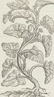 An illustration from Petri Andreae Matthioli Medici Senensis Commentarii, In Libros Sex Pedacii Dioscoridis Anazarbei, De Medica Materia: Adiectis quàm plurimis plantarum & animalium imaginibus, eodem authore (1554)