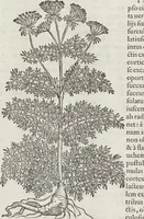 An illustration from Petri Andreae Matthioli Medici Senensis Commentarii, In Libros Sex Pedacii Dioscoridis Anazarbei, De Medica Materia: Adiectis quàm plurimis plantarum & animalium imaginibus, eodem authore (1554)