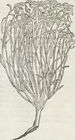 Picture 369 of 392 from Petri Andreae Matthioli Medici Senensis Commentarii, In Libros Sex Pedacii Dioscoridis Anazarbei, De Medica Materia: Adiectis quàm plurimis plantarum & animalium imaginibus, eodem authore (1554), leaf 587