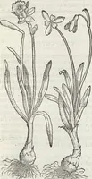 Picture 370 of 392 from Petri Andreae Matthioli Medici Senensis Commentarii, In Libros Sex Pedacii Dioscoridis Anazarbei, De Medica Materia: Adiectis quàm plurimis plantarum & animalium imaginibus, eodem authore (1554), leaf 591