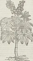An illustration from Petri Andreae Matthioli Medici Senensis Commentarii, In Libros Sex Pedacii Dioscoridis Anazarbei, De Medica Materia: Adiectis quàm plurimis plantarum & animalium imaginibus, eodem authore (1554)