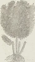 An illustration from Petri Andreae Matthioli Medici Senensis Commentarii, In Libros Sex Pedacii Dioscoridis Anazarbei, De Medica Materia: Adiectis quàm plurimis plantarum & animalium imaginibus, eodem authore (1554)