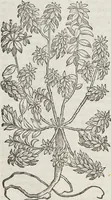 An illustration from Petri Andreae Matthioli Medici Senensis Commentarii, In Libros Sex Pedacii Dioscoridis Anazarbei, De Medica Materia: Adiectis quàm plurimis plantarum & animalium imaginibus, eodem authore (1554)