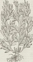 Picture 374 of 392 from Petri Andreae Matthioli Medici Senensis Commentarii, In Libros Sex Pedacii Dioscoridis Anazarbei, De Medica Materia: Adiectis quàm plurimis plantarum & animalium imaginibus, eodem authore (1554), leaf 600