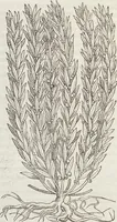 An illustration from Petri Andreae Matthioli Medici Senensis Commentarii, In Libros Sex Pedacii Dioscoridis Anazarbei, De Medica Materia: Adiectis quàm plurimis plantarum & animalium imaginibus, eodem authore (1554)