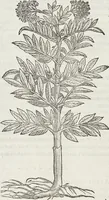 Picture 376 of 392 from Petri Andreae Matthioli Medici Senensis Commentarii, In Libros Sex Pedacii Dioscoridis Anazarbei, De Medica Materia: Adiectis quàm plurimis plantarum & animalium imaginibus, eodem authore (1554), leaf 601