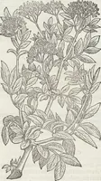 Picture 377 of 392 from Petri Andreae Matthioli Medici Senensis Commentarii, In Libros Sex Pedacii Dioscoridis Anazarbei, De Medica Materia: Adiectis quàm plurimis plantarum & animalium imaginibus, eodem authore (1554), leaf 601
