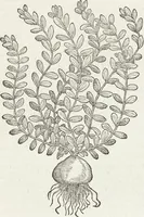 An illustration from Petri Andreae Matthioli Medici Senensis Commentarii, In Libros Sex Pedacii Dioscoridis Anazarbei, De Medica Materia: Adiectis quàm plurimis plantarum & animalium imaginibus, eodem authore (1554)