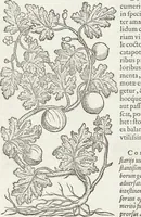 An illustration from Petri Andreae Matthioli Medici Senensis Commentarii, In Libros Sex Pedacii Dioscoridis Anazarbei, De Medica Materia: Adiectis quàm plurimis plantarum & animalium imaginibus, eodem authore (1554)