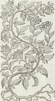 An illustration from Petri Andreae Matthioli Medici Senensis Commentarii, In Libros Sex Pedacii Dioscoridis Anazarbei, De Medica Materia: Adiectis quàm plurimis plantarum & animalium imaginibus, eodem authore (1554)