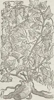 Picture 382 of 392 from Petri Andreae Matthioli Medici Senensis Commentarii, In Libros Sex Pedacii Dioscoridis Anazarbei, De Medica Materia: Adiectis quàm plurimis plantarum & animalium imaginibus, eodem authore (1554), leaf 608