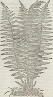 Picture 383 of 392 from Petri Andreae Matthioli Medici Senensis Commentarii, In Libros Sex Pedacii Dioscoridis Anazarbei, De Medica Materia: Adiectis quàm plurimis plantarum & animalium imaginibus, eodem authore (1554), leaf 610