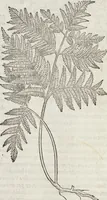 Picture 384 of 392 from Petri Andreae Matthioli Medici Senensis Commentarii, In Libros Sex Pedacii Dioscoridis Anazarbei, De Medica Materia: Adiectis quàm plurimis plantarum & animalium imaginibus, eodem authore (1554), leaf 610