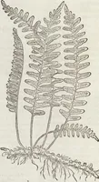 Picture 385 of 392 from Petri Andreae Matthioli Medici Senensis Commentarii, In Libros Sex Pedacii Dioscoridis Anazarbei, De Medica Materia: Adiectis quàm plurimis plantarum & animalium imaginibus, eodem authore (1554), leaf 612