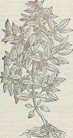 An illustration from Petri Andreae Matthioli Medici Senensis Commentarii, In Libros Sex Pedacii Dioscoridis Anazarbei, De Medica Materia: Adiectis quàm plurimis plantarum & animalium imaginibus, eodem authore (1554)