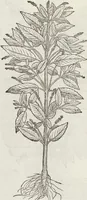 Picture 388 of 392 from Petri Andreae Matthioli Medici Senensis Commentarii, In Libros Sex Pedacii Dioscoridis Anazarbei, De Medica Materia: Adiectis quàm plurimis plantarum & animalium imaginibus, eodem authore (1554), leaf 614