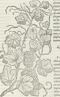 Picture 389 of 392 from Petri Andreae Matthioli Medici Senensis Commentarii, In Libros Sex Pedacii Dioscoridis Anazarbei, De Medica Materia: Adiectis quàm plurimis plantarum & animalium imaginibus, eodem authore (1554), leaf 623