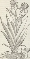 Picture 3 of 392 from Petri Andreae Matthioli Medici Senensis Commentarii, In Libros Sex Pedacii Dioscoridis Anazarbei, De Medica Materia: Adiectis quàm plurimis plantarum & animalium imaginibus, eodem authore (1554), leaf 71