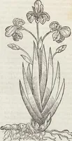 An illustration from Petri Andreae Matthioli Medici Senensis Commentarii, In Libros Sex Pedacii Dioscoridis Anazarbei, De Medica Materia: Adiectis quàm plurimis plantarum & animalium imaginibus, eodem authore (1554)