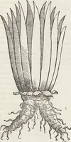 Picture 5 of 392 from Petri Andreae Matthioli Medici Senensis Commentarii, In Libros Sex Pedacii Dioscoridis Anazarbei, De Medica Materia: Adiectis quàm plurimis plantarum & animalium imaginibus, eodem authore (1554), leaf 73