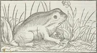 Picture 390 of 392 from Petri Andreae Matthioli Medici Senensis Commentarii, In Libros Sex Pedacii Dioscoridis Anazarbei, De Medica Materia: Adiectis quàm plurimis plantarum & animalium imaginibus, eodem authore (1554), leaf 731