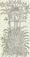 An illustration from Petri Andreae Matthioli Medici Senensis Commentarii, In Libros Sex Pedacii Dioscoridis Anazarbei, De Medica Materia: Adiectis quàm plurimis plantarum & animalium imaginibus, eodem authore (1554)