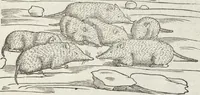 Picture 392 of 392 from Petri Andreae Matthioli Medici Senensis Commentarii, In Libros Sex Pedacii Dioscoridis Anazarbei, De Medica Materia: Adiectis quàm plurimis plantarum & animalium imaginibus, eodem authore (1554), leaf 753