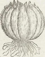 Picture 7 of 392 from Petri Andreae Matthioli Medici Senensis Commentarii, In Libros Sex Pedacii Dioscoridis Anazarbei, De Medica Materia: Adiectis quàm plurimis plantarum & animalium imaginibus, eodem authore (1554), leaf 77