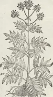 An illustration from Petri Andreae Matthioli Medici Senensis Commentarii, In Libros Sex Pedacii Dioscoridis Anazarbei, De Medica Materia: Adiectis quàm plurimis plantarum & animalium imaginibus, eodem authore (1554)