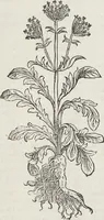 An illustration from Petri Andreae Matthioli Medici Senensis Commentarii, In Libros Sex Pedacii Dioscoridis Anazarbei, De Medica Materia: Adiectis quàm plurimis plantarum & animalium imaginibus, eodem authore (1554)