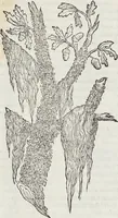 An illustration from Petri Andreae Matthioli Medici Senensis Commentarii, In Libros Sex Pedacii Dioscoridis Anazarbei, De Medica Materia: Adiectis quàm plurimis plantarum & animalium imaginibus, eodem authore (1554)