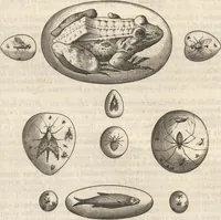 An illustration from Michaelis Mercati Samminiatensis Metallotheca: Opus Posthumum, Auctoritate, & Munificentiâ Clementis Undecimi Pontificis Maximi E' tenebris in lucem eductum; Opera autem, & studio Joannis Mariae Lancisii Archiatri Pontificii Illustratum. Cui Accessit Appendix Cum XIX. Recens Inventis Iconibus (1719)