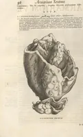 An illustration from Michaelis Mercati Samminiatensis Metallotheca: Opus Posthumum, Auctoritate, & Munificentiâ Clementis Undecimi Pontificis Maximi E' tenebris in lucem eductum; Opera autem, & studio Joannis Mariae Lancisii Archiatri Pontificii Illustratum. Cui Accessit Appendix Cum XIX. Recens Inventis Iconibus (1719)