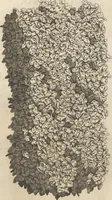 Picture 25 of 141 from Michaelis Mercati Samminiatensis Metallotheca: Opus Posthumum, Auctoritate, & Munificentiâ Clementis Undecimi Pontificis Maximi E' tenebris in lucem eductum; Opera autem, & studio Joannis Mariae Lancisii Archiatri Pontificii Illustratum. Cui Accessit Appendix Cum XIX. Recens Inventis Iconibus (1719), leaf 176