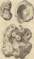An illustration from Michaelis Mercati Samminiatensis Metallotheca: Opus Posthumum, Auctoritate, & Munificentiâ Clementis Undecimi Pontificis Maximi E' tenebris in lucem eductum; Opera autem, & studio Joannis Mariae Lancisii Archiatri Pontificii Illustratum. Cui Accessit Appendix Cum XIX. Recens Inventis Iconibus (1719)